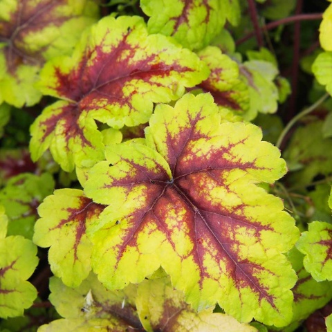 Żuraweczka Stoplight P11(1L)