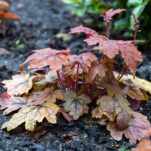 Żuraweczka Sweet Tea P11(1L)