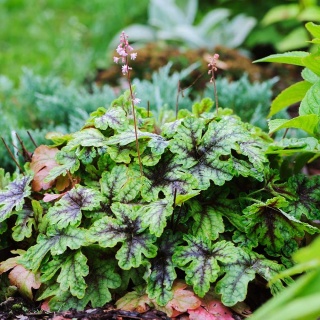 Żuraweczka Tapestry P11(1L)