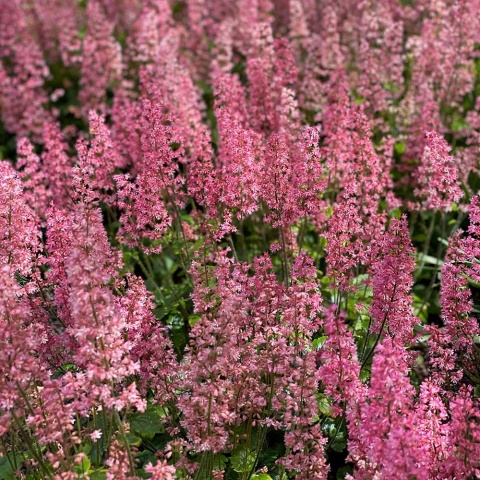 Żuraweczka (Żurawkotenella) Pink Revolution P11(1L)