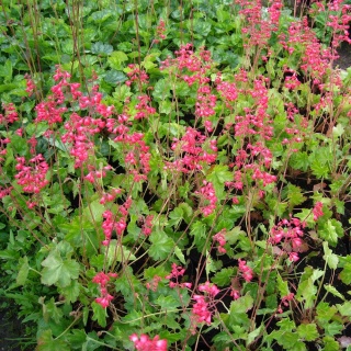 Żurawka krwista Leuchtkäfer P11(1L)