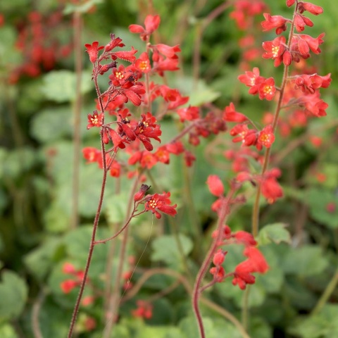 Żurawka krwista Ruby Bells 3L