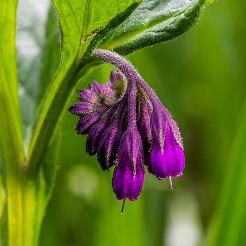 Żywokost lekarski P11(1L)