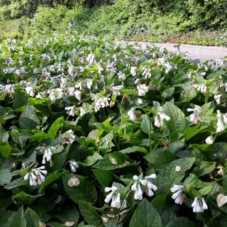 Żywokost wielkokwiatowy P11(1L)