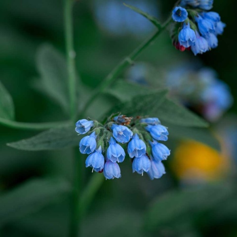 Żywokost wielkokwiatowy Wisley Blue P11(1L)