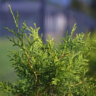 Żywotnik zachodni Brabant 2L