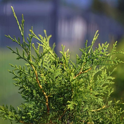 Żywotnik zachodni Brabant 2L