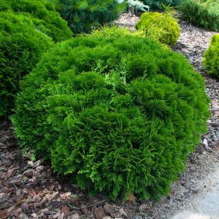 Żywotnik zachodni Danica 2L