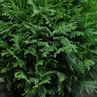 Żywotnik zachodni Danica 2L