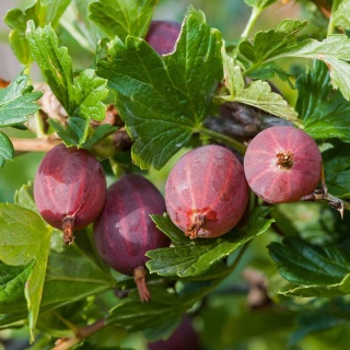 Agrest czerwony Hinnonmaki Rot P9(0,5L)