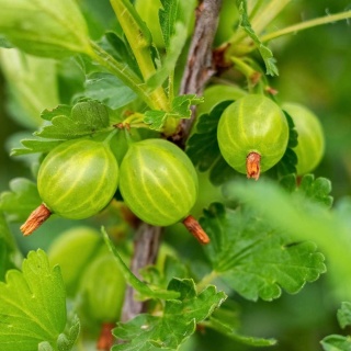 Agrest zielony Hinnonmaki Green P9(0,5L)