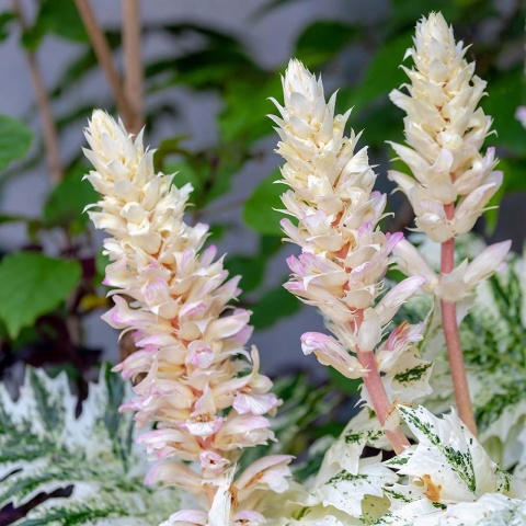 Akant miękki Tosmania Angel 2L