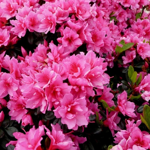 Azalia japońska Babushka 2L