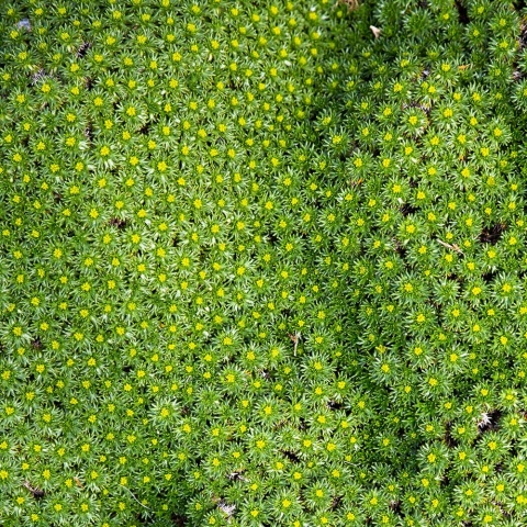 Azorella trójwidlasta 1L