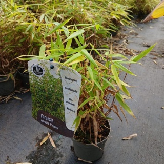 Bambus mrozoodporny Fargesia Pingwu 1L