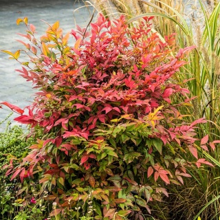 Bambus mrozoodporny Nandina P9(0,5L)