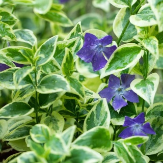 Barwinek większy Variegata 1,5L