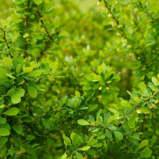 Berberys Thunberga 2L