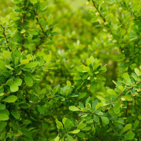 Berberys Thunberga 2L