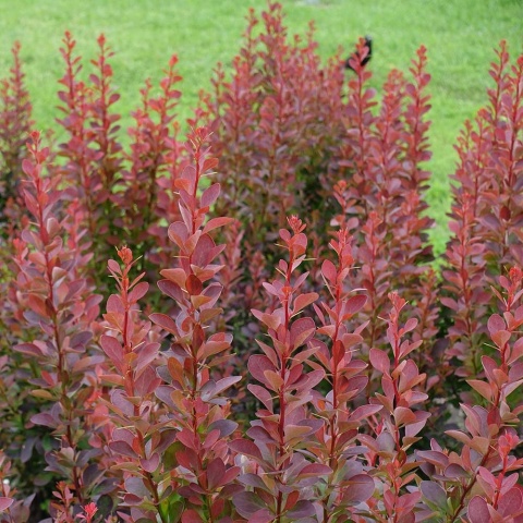 Berberys Thunberga Atropurpurea 2L