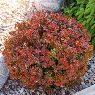 Berberys Thunberga Bagatelle 2L