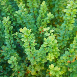 Berberys Thunberga Erecta 2L
