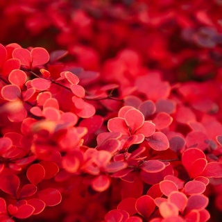 Berberys Thunberga Erecta 2L