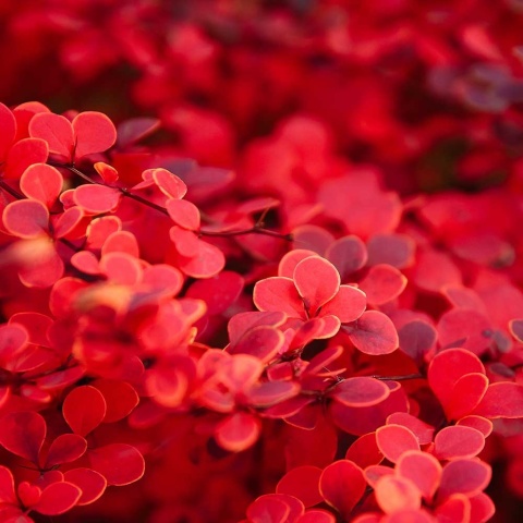 Berberys Thunberga Erecta 2L