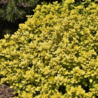 Berberys Thunberga Goldalita 2L