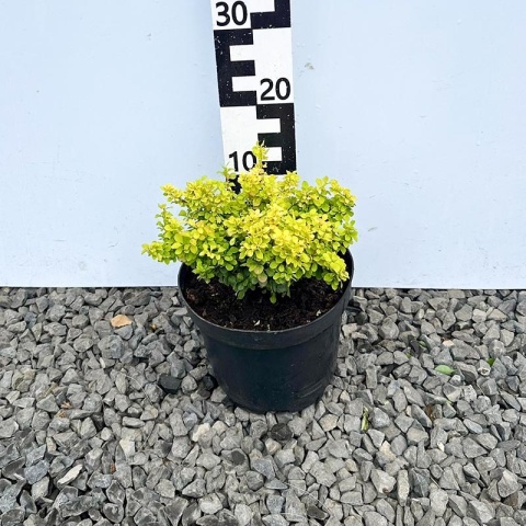 Berberys Thunberga Goldalita 5L