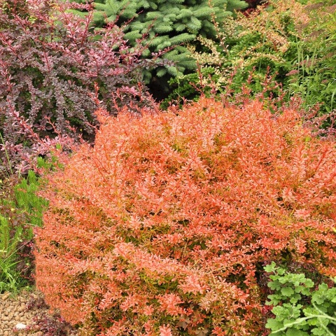 Berberys Thunberga Orange Dream 2L