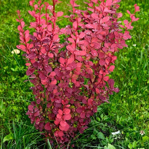 Berberys Thunberga Orange Pillar 2L