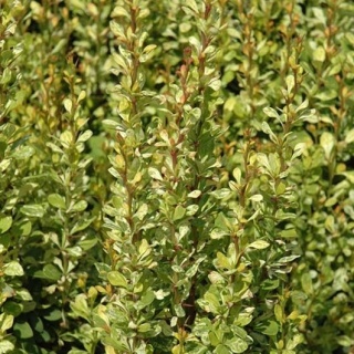 Berberys Thunberga Powow 2L