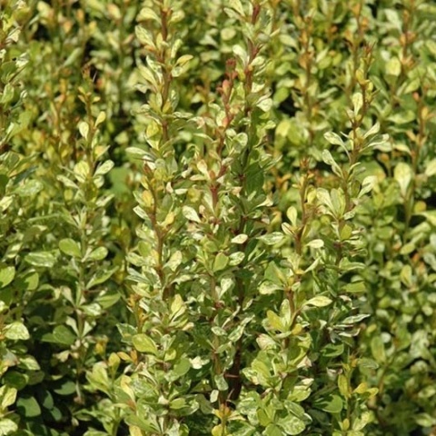 Berberys Thunberga Powow 2L