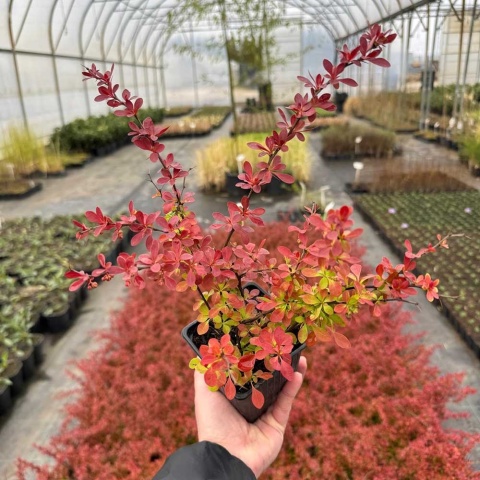 Berberys Thunberga 'Red Carpet' P9(0,5L)