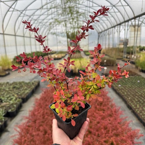 Berberys Thunberga 'Red Carpet' P9(0,5L)