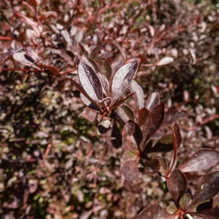 Berberys Thunberga Red Chief 2L