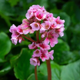Bergenia cordifolia 2L