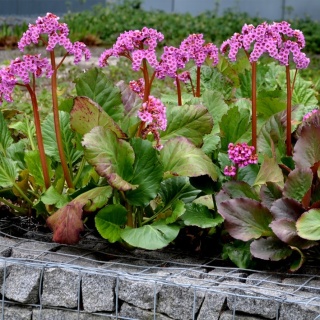 Bergenia cordifolia Rose P9(0,5L)