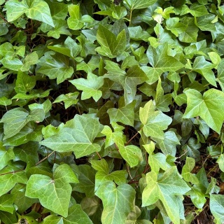 Bluszcz pospolity 2L