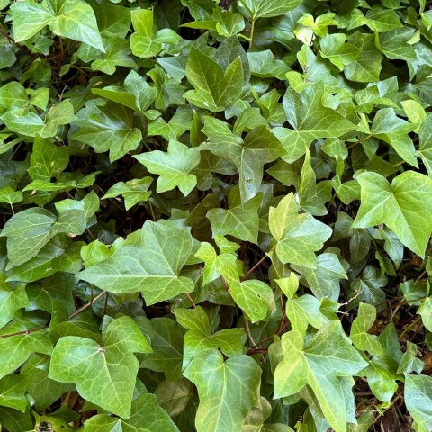 Bluszcz pospolity 2L