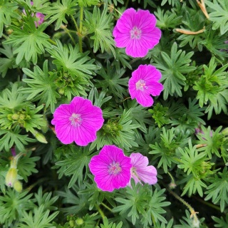 Bodziszek czerwony P11(1L)