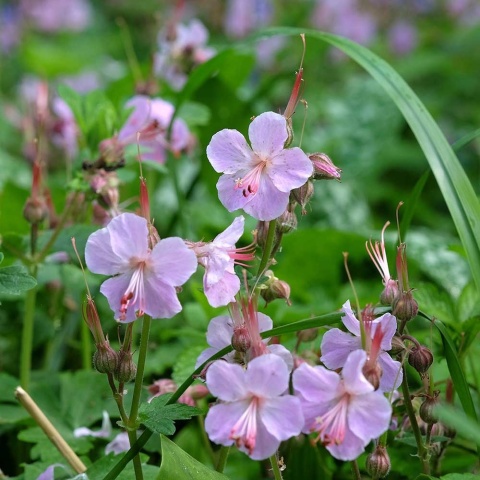 Bodziszek makroryzowy Ingwersen P9(0,5L)