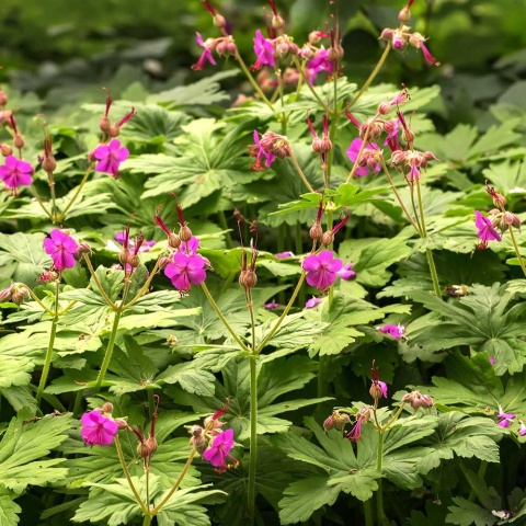 Bodziszek makroryzowy P11(1L)