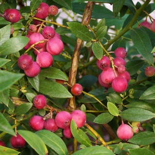 Borówka amerykańska Pink Lemonade 2L