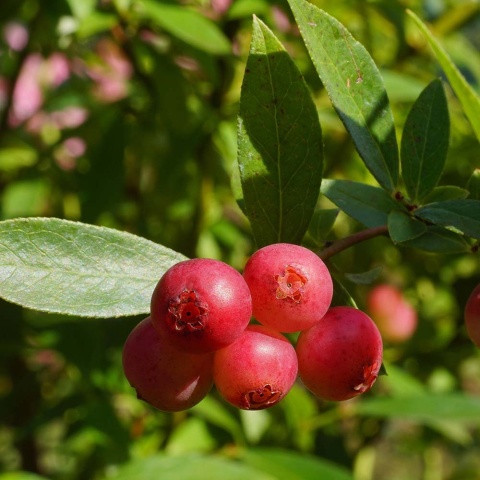 Borówka amerykańska Pink Lemonade 2L
