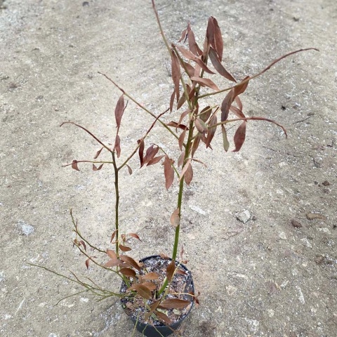 Borówka amerykańska Pink Lemonade 2L