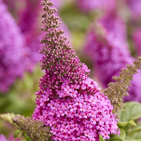 Budleja Dawida Butterfly Candy Little Cerise 2L