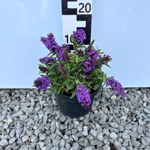 Budleja Dawida Candy Little Purple 2L
