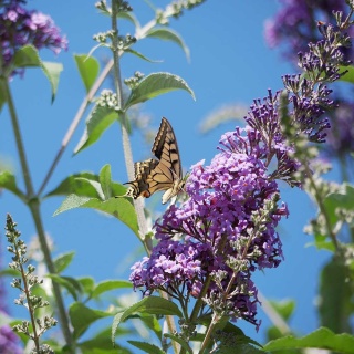 Budleja Dawida Chrystalis Blue 2L